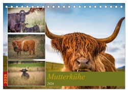 Cover-Bild zum Titel 'Mutterkühe (Tischkalender 2026 DIN A5 quer), CALVENDO Monatskalender' von 'Simon Witt'