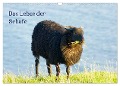 Das Leben der Schafe (Wandkalender 2024 DIN A3 quer), CALVENDO Monatskalender - Kattobello Kattobello