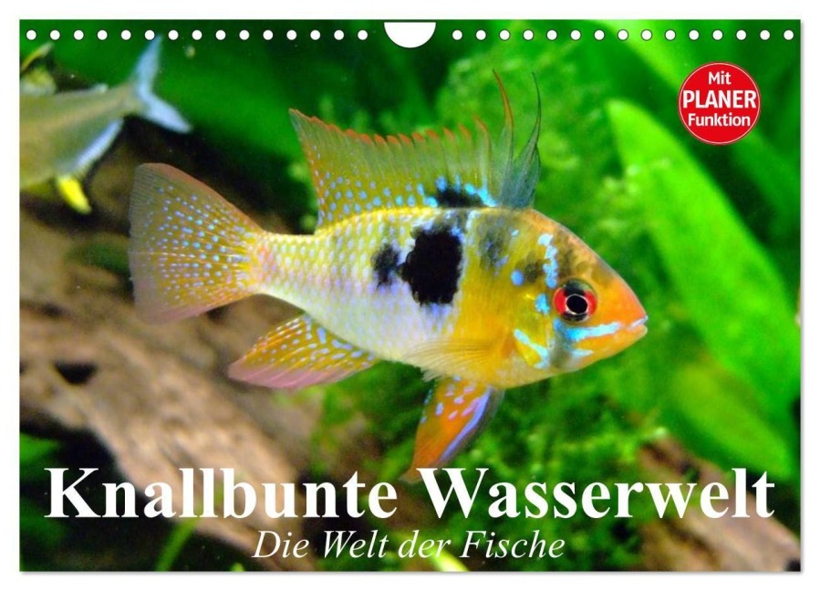 Knallbunte Wasserwelt. Die Welt der Fische (Wandkalender 2027 DIN A4 quer), CALVENDO Monatskalender - Elisabeth Stanzer