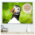 Die Welt der Papageientaucher - Islands Wildvögel (hochwertiger Premium Wandkalender 2025 DIN A2 quer), Kunstdruck in Hochglanz - Dennis Westermann