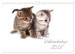 Katzenbabys (Wandkalender 2025 DIN A4 quer), CALVENDO Monatskalender - Hesch-Foto Hesch-Foto