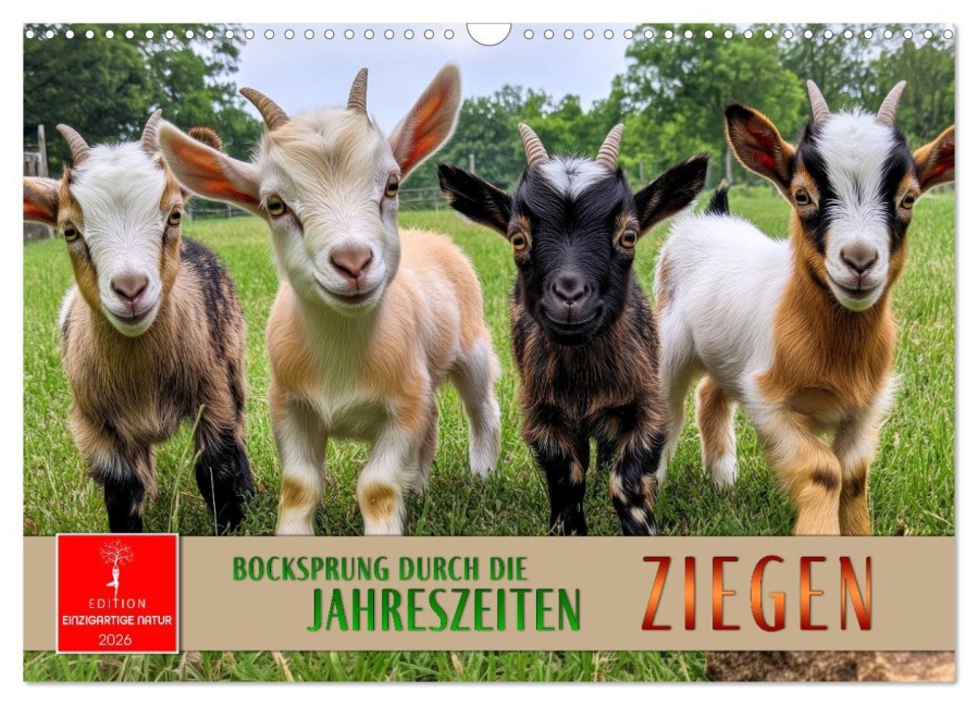 Ziegen - Bocksprung durch das Jahr (Wandkalender 2026 DIN A3 quer), CALVENDO Monatskalender - Peter Roder