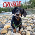 Cover-Bild zum Titel 'Crusoe the Celebrity Dachshund 2025 7 X 7 Mini Wall Calendar' von ''