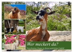 Cover-Bild zum Titel 'Wer meckert da? (Wandkalender 2026 DIN A3 quer), CALVENDO Monatskalender' von 'Claudia Kleemann'