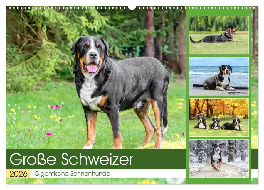 Große Schweizer - Gigantische Sennenhunde (Wandkalender 2026 DIN A2 quer), CALVENDO Monatskalender - Jana K. Fotografie
