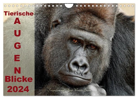 Tierische Augen-Blicke 2024 (Wandkalender 2024 DIN A4 quer), CALVENDO Monatskalender - Antje Wenner-Braun