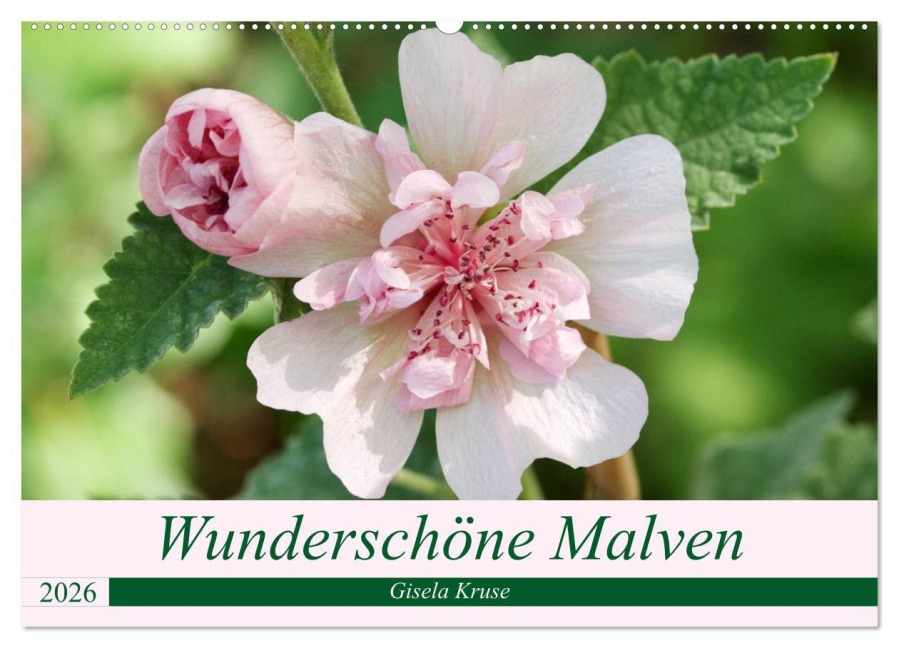 Wunderschöne Malven (Wandkalender 2026 DIN A2 quer), CALVENDO Monatskalender - Gisela Kruse