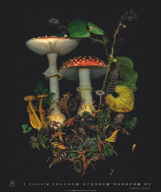 InsideView 8