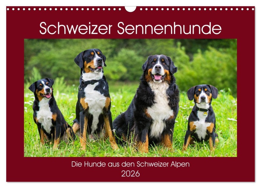 Schweizer Sennenhunde - die Hunde aus den Schweizer Alpen (Wandkalender 2026 DIN A3 quer), CALVENDO Monatskalender - Sigrid Starick