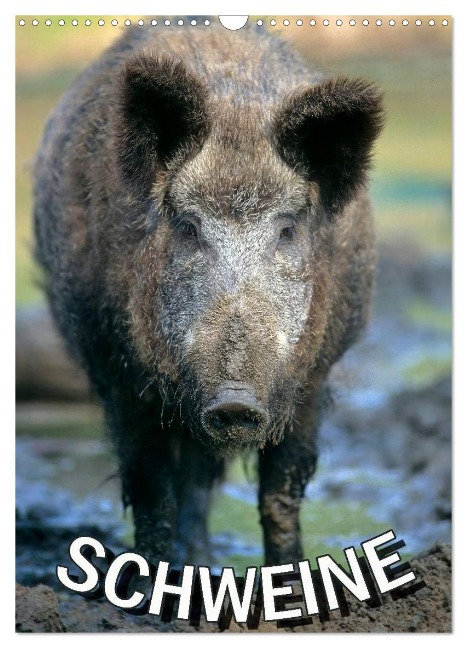 Schweine 2024 (Wandkalender 2024 DIN A3 hoch), CALVENDO Monatskalender - 