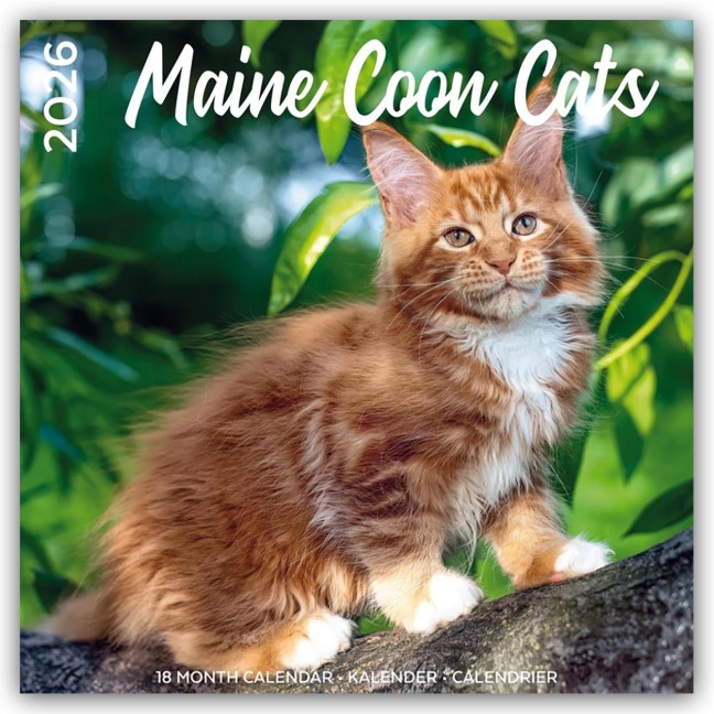 Maine Coon Cats - Main Coon Katzen 2026 - 18-Monatskalender - Original Plenty Gifts-Kalender [Mehrsprachig] [Kalender] - Plenty Gifts
