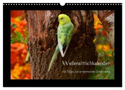 Cover-Bild zum Titel 'Wellensittichkalender mit Tipps zur artgerechten Ernährung (Wandkalender 2026 DIN A3 quer), CALVENDO Monatskalender' von 'Björn Bergmann'