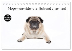 Cover-Bild zum Titel 'Mops - unwiderstehlich und charmant (Tischkalender 2026 DIN A5 quer), CALVENDO Monatskalender' von 'Fotodesign Verena Scholze'