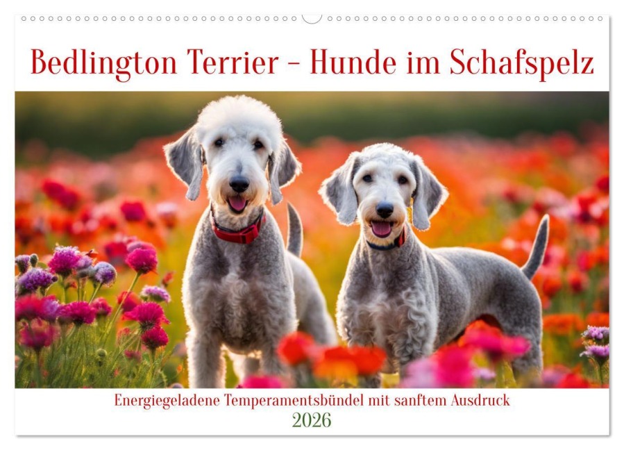 Bedlington Terrier - Hunde im Schafspelz (Wandkalender 2026 DIN A2 quer), CALVENDO Monatskalender - Claudia Kleemann