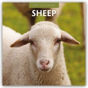 Cover-Bild zum Titel 'Sheep - Schafe 2027 - 16-Monatskalender' von 'Robin Red'
