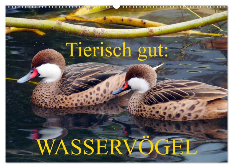 Tierisch gut: Wasservögel (Wandkalender 2026 DIN A2 quer), CALVENDO Monatskalender - Gisela Kruse