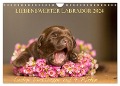 Liebenswerter Labrador 2024 (Wandkalender 2024 DIN A4 quer), CALVENDO Monatskalender - Annett Mirsberger