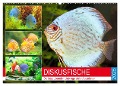 Diskusfische. Die bezaubernden Lieblinge vieler Aquarianer (Wandkalender 2025 DIN A2 quer), CALVENDO Monatskalender - Rose Hurley