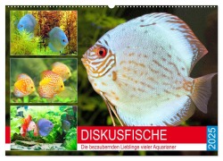 Diskusfische. Die bezaubernden Lieblinge vieler Aquarianer (Wandkalender 2025 DIN A2 quer), CALVENDO Monatskalender - Rose Hurley