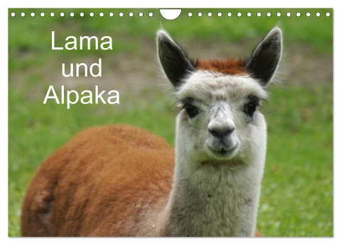 Lama und Alpaka (Wandkalender 2024 DIN A4 quer), CALVENDO Monatskalender - Kattobello Kattobello