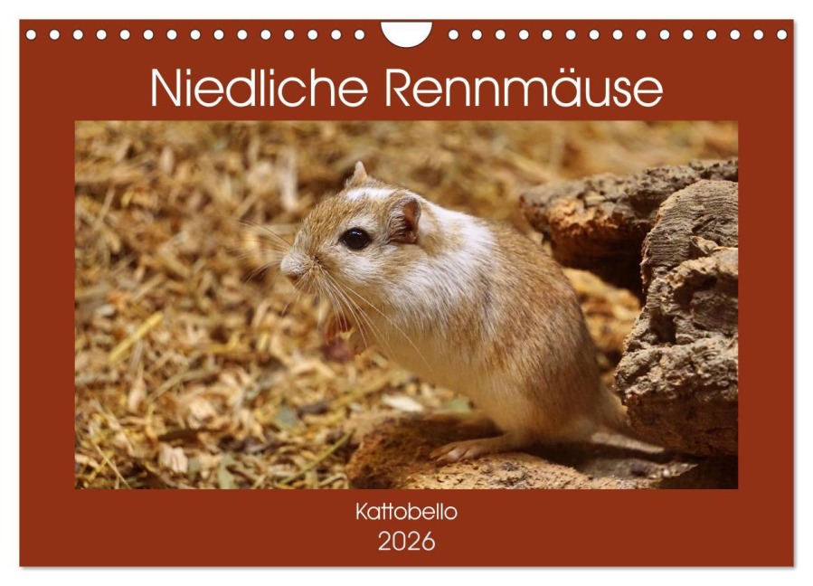 Niedliche Rennmäuse (Wandkalender 2026 DIN A4 quer), CALVENDO Monatskalender - Kattobello Kattobello