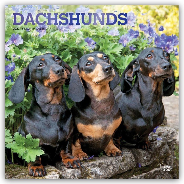 Dachshunds - Dackel 2027 - 16-Monatskalender - Browntrout Publishers