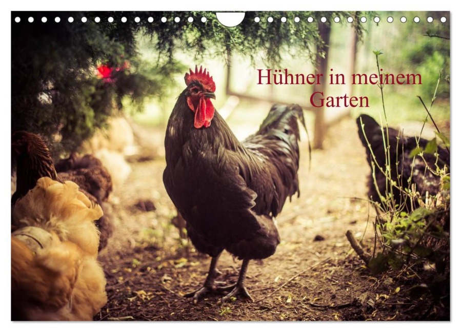 Hühner in meinem Garten (Wandkalender 2026 DIN A4 quer), CALVENDO Monatskalender - Manuela Meyer