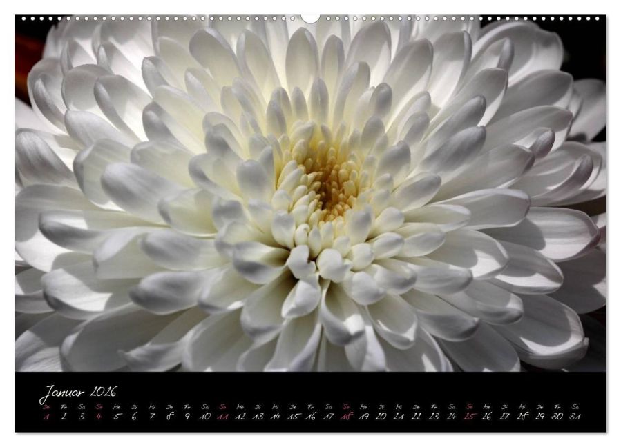 InsideView 5