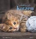 Schmusekatzen 2025 - Postkartenkalender 16x17 cm - Katzen - zum Aufstellen oder Aufhängen - Monatskalendarium - Gadget - Mitbringsel - Alpha Edition - 