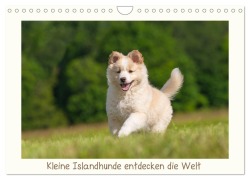 Kleine Islandhunde entdecken die Welt (Wandkalender 2025 DIN A4 quer), CALVENDO Monatskalender - Monika Scheurer