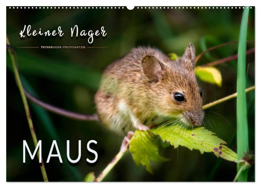 Kleiner Nager - Maus (Wandkalender 2026 DIN A2 quer), CALVENDO Monatskalender - Peter Roder