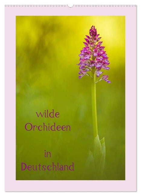 wilde Orchideen in Deutschland (Wandkalender 2025 DIN A2 hoch), CALVENDO Monatskalender - Daniela Beyer (Moqui)