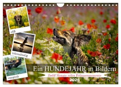 Cover-Bild zum Titel 'Ein Hundejahr in Bildern (Wandkalender 2026 DIN A4 quer), CALVENDO Monatskalender' von 'Daniel Pelz'