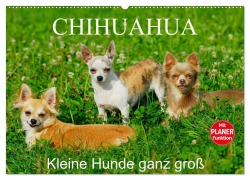Chihuahua - Kleine Hunde ganz groß (Wandkalender 2026 DIN A2 quer), CALVENDO Monatskalender - Sigrid Starick