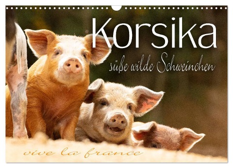 Korsika - süße, wilde Schweinchen (Wandkalender 2024 DIN A3 quer), CALVENDO Monatskalender - Monika Schöb