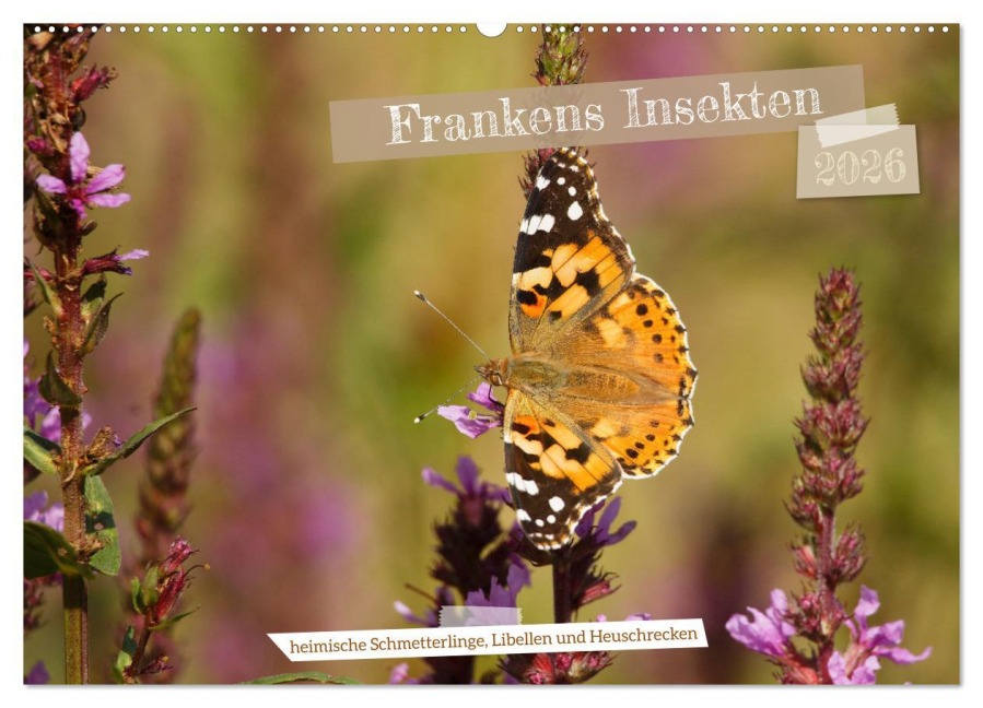 Frankens Insekten (Wandkalender 2026 DIN A2 quer), CALVENDO Monatskalender - Susanne Paulus