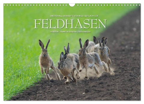 Emotionale Momente: Feldhasen (Wandkalender 2025 DIN A3 quer), CALVENDO Monatskalender - Ingo Gerlach GDT