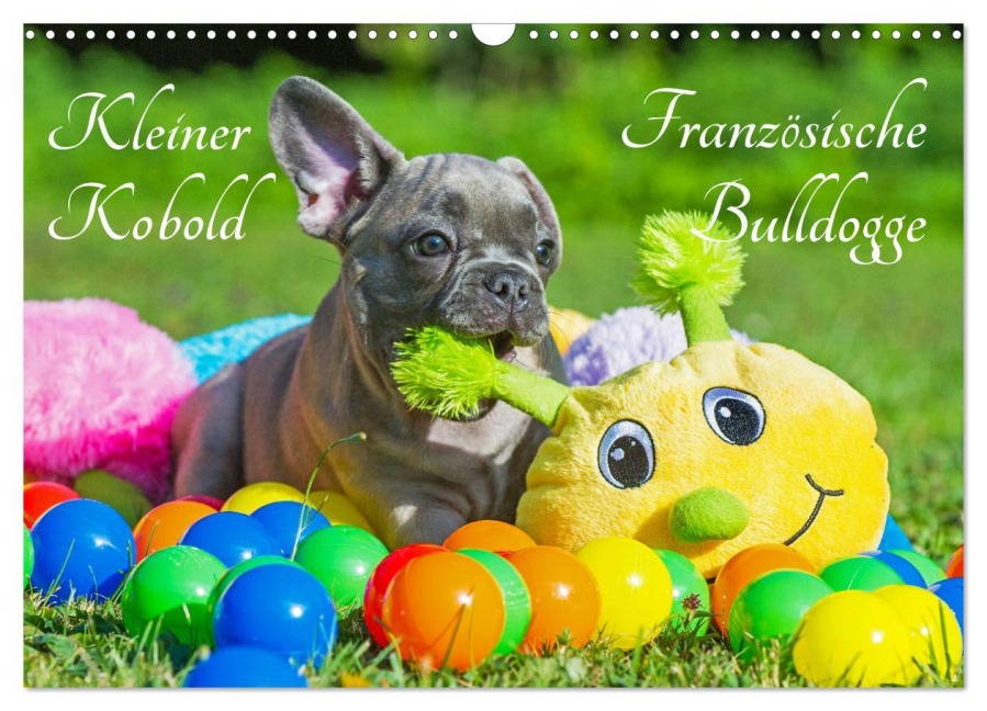 Kleiner Kobold Französische Bulldogge (Wandkalender 2026 DIN A3 quer), CALVENDO Monatskalender - Sigrid Starick