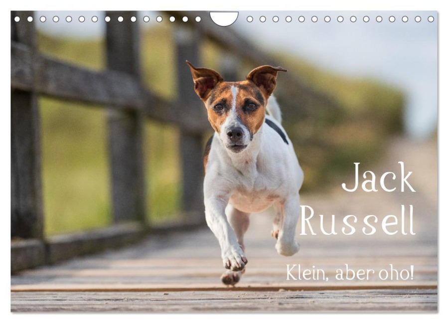 Jack Russell - Klein, aber oho! (Wandkalender 2026 DIN A4 quer), CALVENDO Monatskalender - Annett Mirsberger Tierpfoto. De