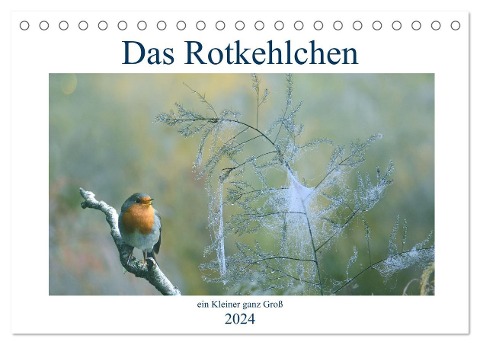 Das Rotkehlchen, ein Kleiner ganz Groß (Tischkalender 2024 DIN A5 quer), CALVENDO Monatskalender - Rufotos Rufotos