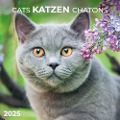 Cats/Katzen 2025 - 