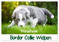 Pfotastische Border Collie Welpen (Wandkalender 2024 DIN A2 quer), CALVENDO Monatskalender - Andrea Mayer