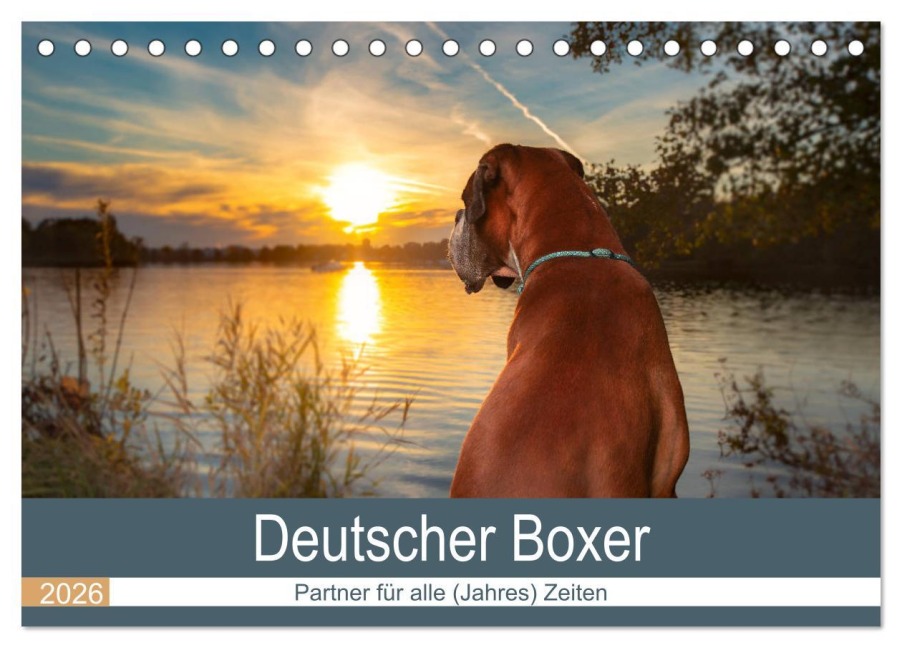 Deutscher Boxer (Tischkalender 2026 DIN A5 quer), CALVENDO Monatskalender - Kerstin Mielke