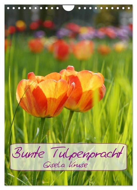 Bunte Tulpenpracht (Wandkalender 2026 DIN A4 hoch), CALVENDO Monatskalender - Gisela Kruse