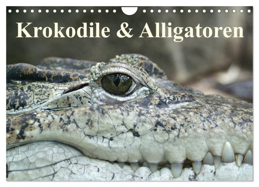Krokodile & Alligatoren (Wandkalender 2027 DIN A4 quer), CALVENDO Monatskalender - Elisabeth Stanzer