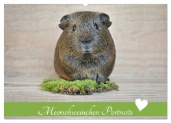 Cover-Bild zum Titel 'Meerschweinchen Portraits (Wandkalender 2026 DIN A2 quer), CALVENDO Monatskalender' von 'Petra Fischer'