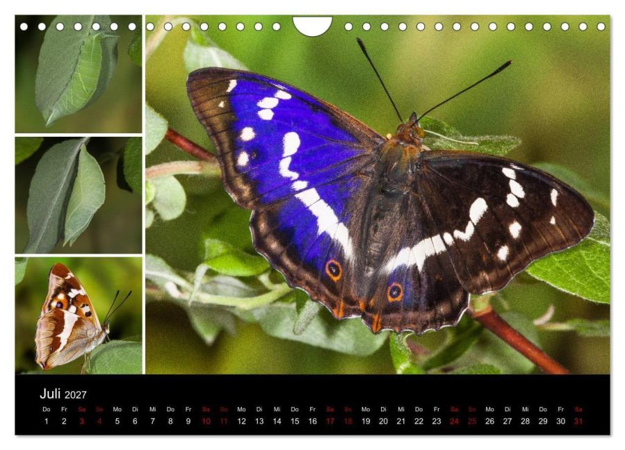 InsideView 12
