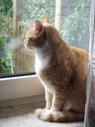 Cover-Bild zum Titel 'Zwei Katzen erzählen aus Ihrem Leben in Ostfriesland' von 'Jutta Hoppe'