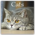 Cats - Katzen 2024 - 16-Monatskalender - Avonside Publishing