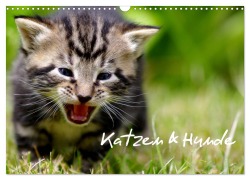 Katzen & Hunde (Wandkalender 2026 DIN A3 quer), CALVENDO Monatskalender - Heiko Lehmann